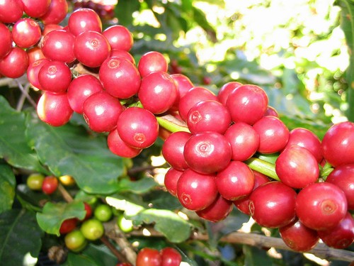 RED HONEY - Image 2